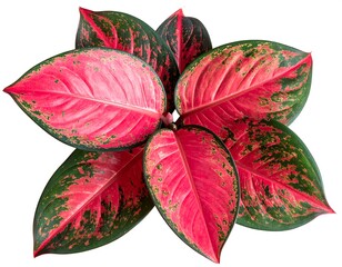 Overhead shot of vibrant, heart-shaped leaves, red and green hues