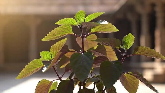 iskcon holy basil plant sunlit temple courtyard background