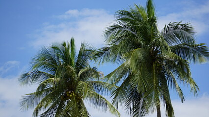 Fototapeta premium Coconut Palm Trees beneath Blue Sky