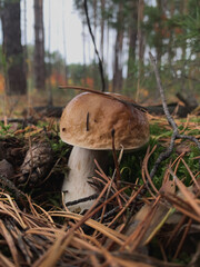 Wild boletus mushroom growing among autumn leaves in forest. Close-up of a wild boletus mushroom growing among fallen autumn leaves and moss in a pine forest. Natural woodland background with soft day