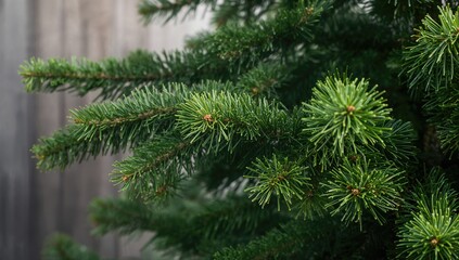 Obraz premium Branches of a fir tree, detailed view of fluffy pine sprigs, seasonal change