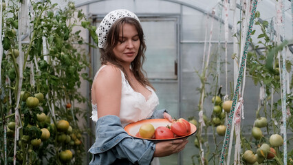 A seductive girl collects organic tomatoes in a greenhouse in the village, is engaged in farming.