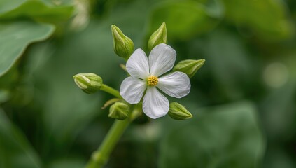 Fototapeta premium Flowering pea plant with white blossoms, showcasing spring growth and agricultural benefits