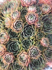 succulents
