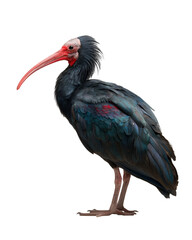 Northern bald ibis bird with long curved red beak detailed feather texture and pink legs