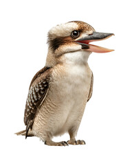 Close-up portrait of a laughing kookaburra bird with open beak in studio lighting