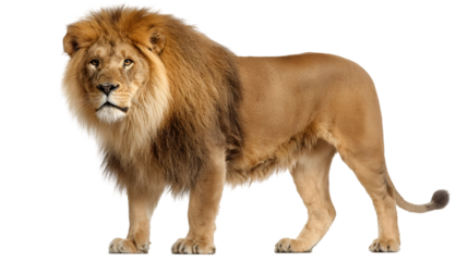 Majestic male lion with full mane stands proudly exhibiting regal presence and power