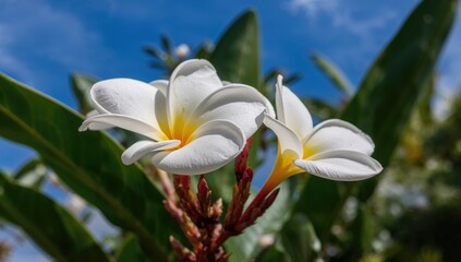 Obraz premium Frangipani (Plumeria) blossoms thriving in a coastal environment, highlighting seasonal beauty