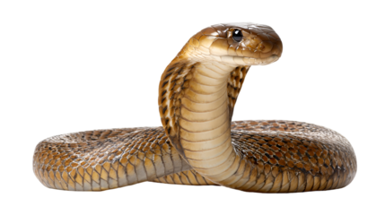 Majestic cobra snake displaying hood ready to strike terrifying reptile wildlife