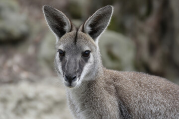 Fototapeta premium Playful wallaby poised in misty eucalyptus grove, evoking serene flora fantasies and grounding vibes of Australia's National Tree Day