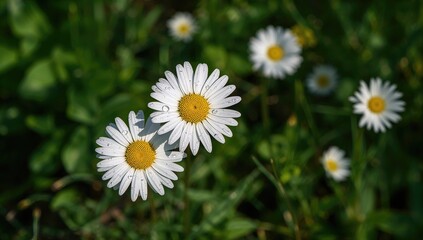 Obraz premium Sunlit white chamomile adorned with raindrops, set against a softly blurred green background with blossoming daisies in the meadow.