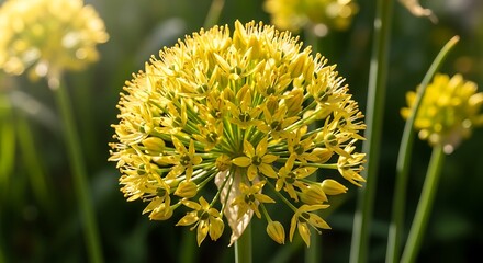 Golden Garlic Globe - A Vibrant Burst of Summer Blooms.