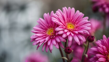 Obraz premium Close-up of vibrant pink chrysanthemum blooms captured outdoors