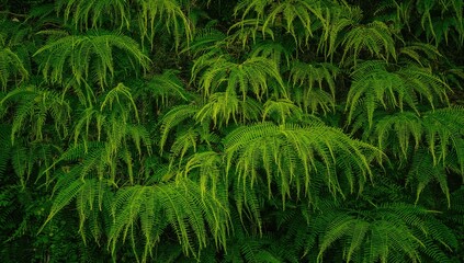 Wild Polypodiophyta thriving near a home, green foliage and natural leaves