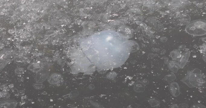 Close view of a moon jellyfish bloom: dozens of translucent medusas drift in murky harbor water, bubbles and foam swirling on the surface. Calm yet unsettling&mdash;fragility, texture, and quiet change.