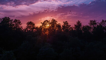 Fototapeta premium Outline of trees against the evening sky