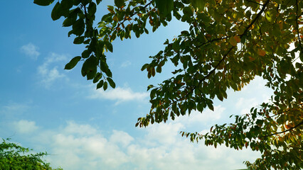 Sunlit Katsura tree with golden autumn leaves against clear blue sky