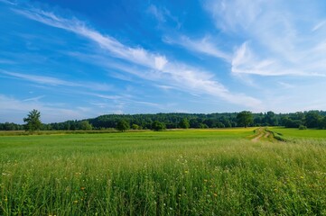 Obraz premium Countryside landscape during summertime with blue sky, woodland, and meadow.