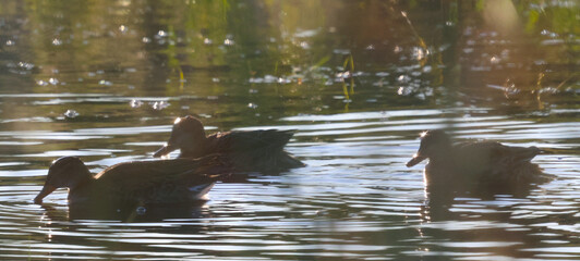 Ducks swim on a foggy morning and think they can't be seen.