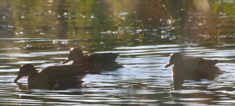 Ducks swim on a foggy morning and think they can't be seen.