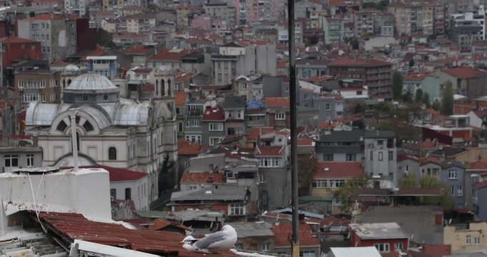 Tilt-up shot starts on two seagulls resting on a weathered rooftop and rises to a lone hooded crow perched above an overcast Istanbul skyline. Urban wildlife, contrast of companionship and solitude.
