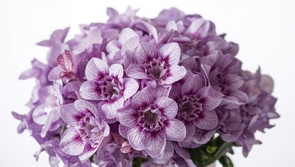Bouquet of purple flowers, vibrant floral design, suitable background for summer-themed layouts