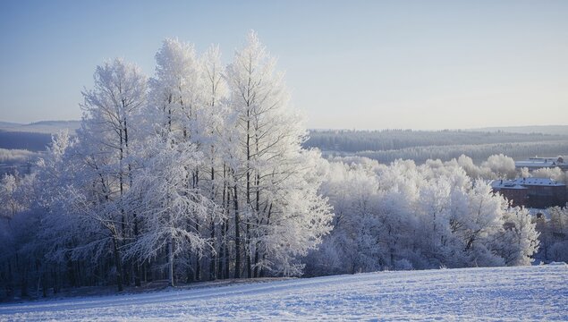 Frost-covered trees in an urban area during winter morning
