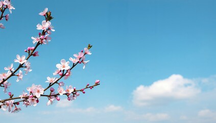 Delicate apple blossoms on branches set against a clear blue sky, ideal for floral-themed design backgrounds