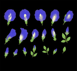 Butterfly Pea Flower Botanical Elements Collection