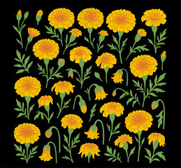Vibrant Marigold Flower and Leaf Botanical Elements Collection