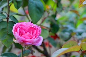 ようやっと咲いたピンクの秋バラ