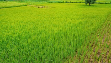 Obraz premium Scenic view of a waterlogged rice field during planting season in a rural farming area