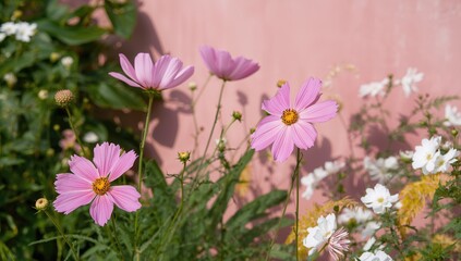 Fototapeta premium Cosmos flowers blooming against a pink wall, vibrant nature theme