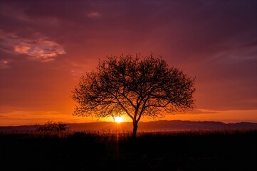 Obraz premium Dusk Seen Between Branches