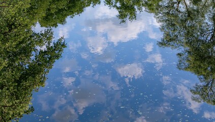 The serene water mirrors the clear summer sky, accentuating the detailed patterns and textures of the garden's rich greenery and vivid foliage, amplifying its natural charm.