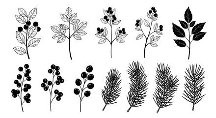 Botanical illustration featuring various branches with leaves and dark berries