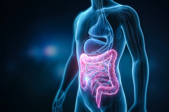 Illustration of human digestive system showcasing organs and their functions, emphasizing health and wellness concepts