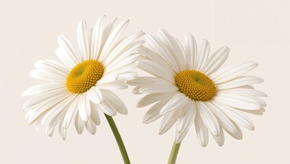 Obraz premium Two chamomile flowers against a plain background. Close-up of a lifelike daisy blossom.