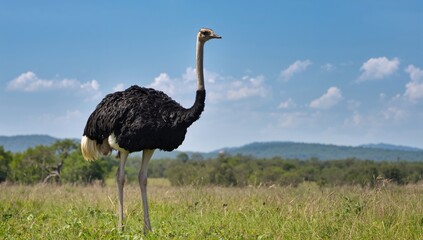 Large ostrich roaming in a lush green field, showcasing natural behavior in an open environment