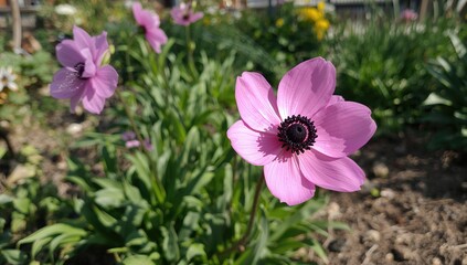 Anemone perennial plant featuring vibrant dark pink blooms and a black center flourishing in an urban garden during a sunny spring day, seasonal change