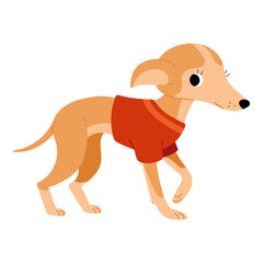 Cute flat illustration of whippet dog. Isolated pet image on white background. Funny vector pet with red t-shirt. Kawaii mascot for children design about purebred dog.