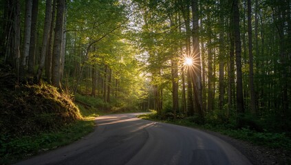 Obraz premium Morning drive through a scenic woodland path