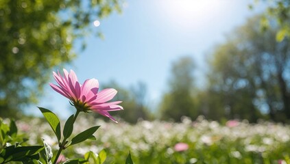 Vibrant pink flowers in bloom against a clear sky, ideal for a nature-themed backdrop, spring