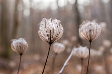 Dried seed heads of bladder campion plants in a forest during winter with a soft, dreamy and blurred background