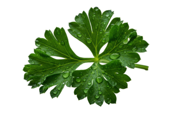Emerald green parsley sprig, glistening water droplets, delicate veins, folded leaf, transparent background, dramatic studio light, low-angle macro, pristine nature concept