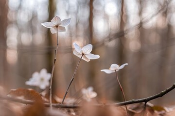 Closeup of delicate wood anemones blooming in a forest, their white petals contrasting against the blurred background