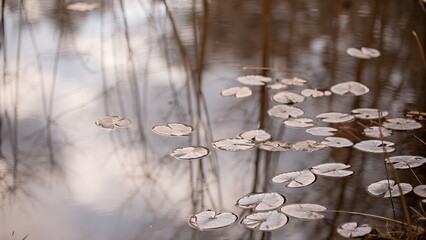 Lily pads float serenely on the calm surface of a pond, reflecting the sky and surrounding trees in a tranquil scene