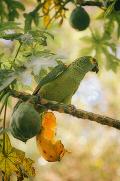 Papagaio comendo mamao