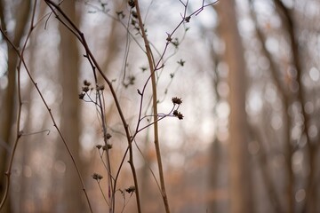 Dried plant in a forest with a blurred background during the day in autumn, with a shallow depth of field