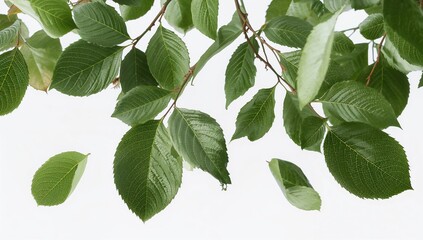 Fototapeta premium Falling green English rose leaves against a white backdrop, seasonal change